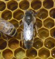 Queen Bee